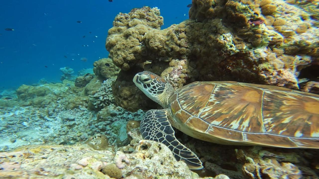 Lvis Blancura Hotel Dharavandhoo Exteriér fotografie