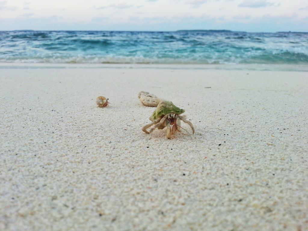 Lvis Blancura Hotel Dharavandhoo Exteriér fotografie